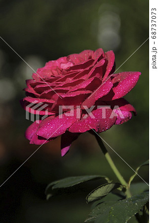 Delicate rose with raindrops on a summer evening on a dark background 68737073