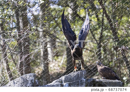ニホンイヌワシの飛翔, 多摩動物公園 ニホンイヌワシの飛翔, 多摩動物公園 68737074