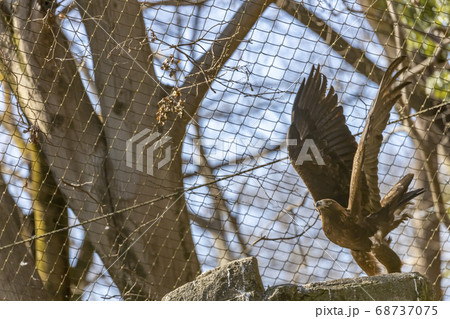 ニホンイヌワシの飛翔, 多摩動物公園 68737075