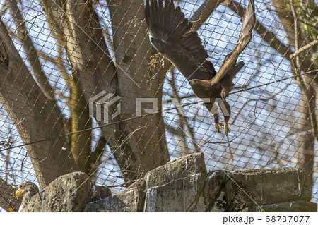 ニホンイヌワシの飛翔, 多摩動物公園 68737077
