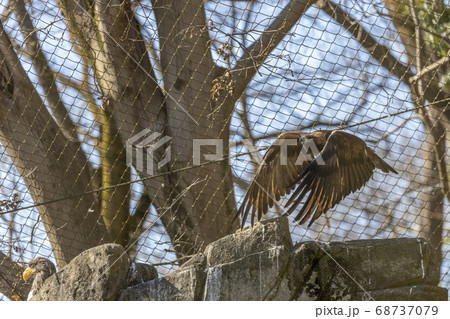 ニホンイヌワシの飛翔, 多摩動物公園 ニホンイヌワシの飛翔, 多摩動物公園 68737079
