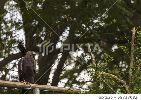 ニホンイヌワシ, 多摩動物公園 ニホンイヌワシ, 多摩動物公園 68737082