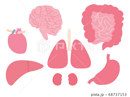 内臓 脳 心臓 肝臓 肺 腎臓 小腸 大腸 胃のイラストセットのイラスト素材