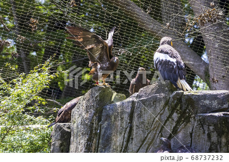 多摩動物公園, オジロワシ (White-tailed eagle) 多摩動物公園, オジロワシ (White-tailed eagle) 68737232