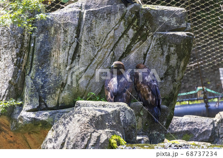 多摩動物公園, オジロワシ (White-tailed eagle) 多摩動物公園, オジロワシ (White-tailed eagle) 68737234