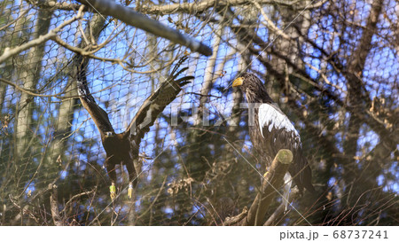 多摩動物公園, オジロワシ (White-tailed eagle) 多摩動物公園, オジロワシ (White-tailed eagle) 68737241