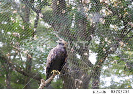 多摩動物公園, オジロワシ (White-tailed eagle) 68737252