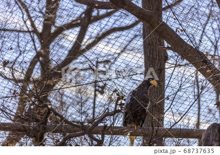 多摩動物公園 オオワシ 68737635