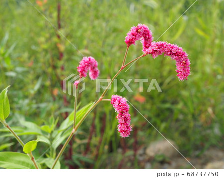 オオケタデ オオケタデ 68737750