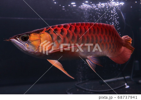 レッドアロワナ アジアアロワナ の写真素材