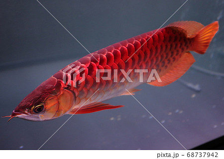 レッドアロワナ アジアアロワナ の写真素材