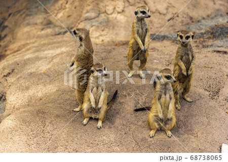 ミーアキャット 68738065