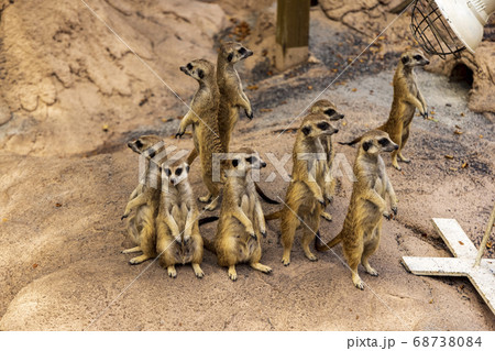 ミーアキャット ミーアキャット 68738084