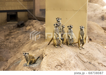 ミーアキャット 68738087