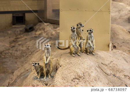 ミーアキャット ミーアキャット 68738097