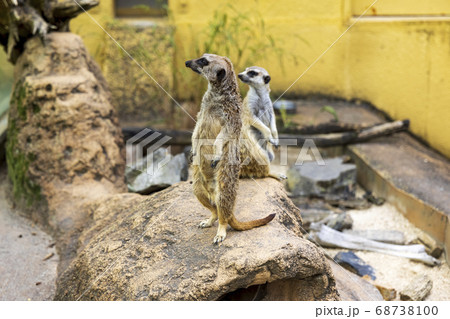 ミーアキャット ミーアキャット 68738100