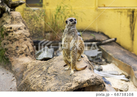 ミーアキャット ミーアキャット 68738108