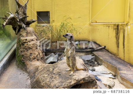 ミーアキャット ミーアキャット 68738116