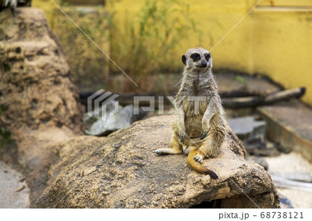 ミーアキャット ミーアキャット 68738121