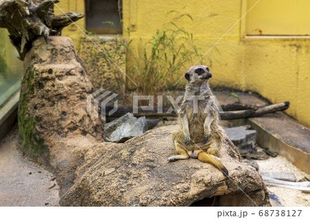 ミーアキャット ミーアキャット 68738127