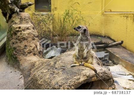 ミーアキャット 68738137