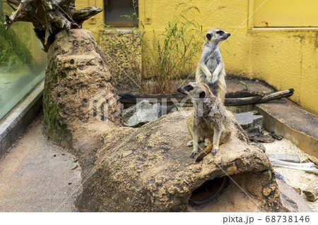 ミーアキャット ミーアキャット 68738146
