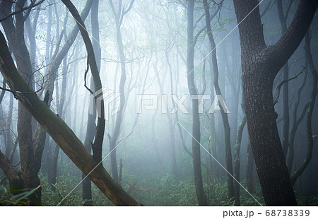 幻想的な森林の風景 霧や霞の立ち込めた樹海 ファンタジーのイメージ の写真素材
