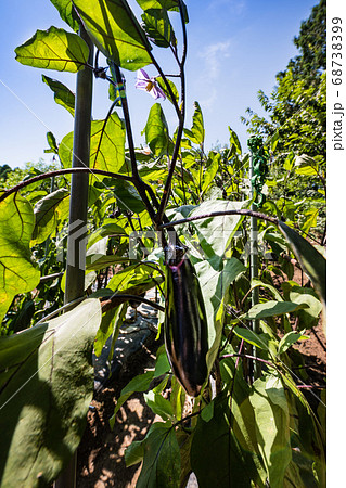 家庭菜園　茄子の栽培 68738399