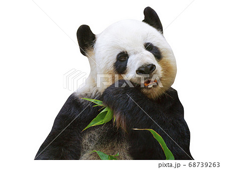 giant panda bear eating giant panda bear eating 68739263