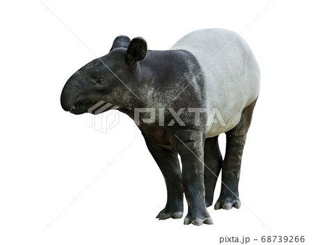Portrait Malayan Tapir Or Asian Tapir Isolated 照片素材 圖片 圖庫