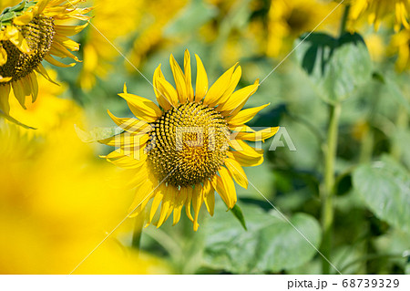ひまわり畑 68739329