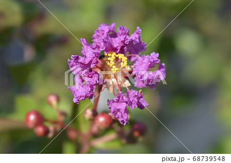 Crepe myrtle Crepe myrtle 68739548