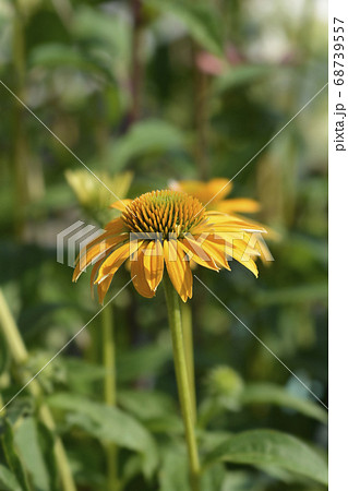 Coneflower Cheyenne Spirit 68739557