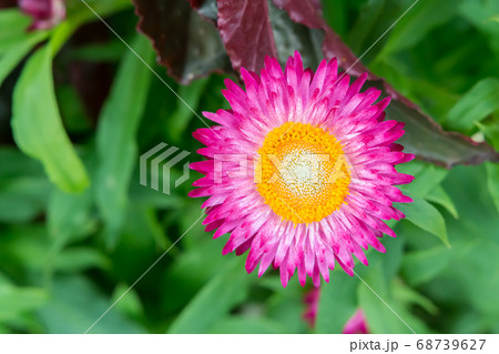 花 フラワー お花 68739627