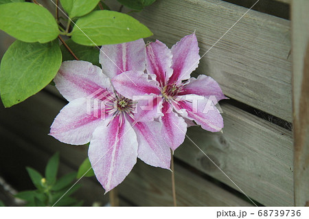 クレマチス ドクターラッペルの花 クレマチス ドクターラッペルの花 68739736