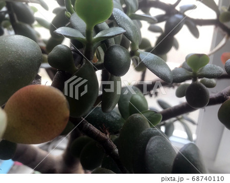 Foliage nature leaf tree plant background. Green 68740110