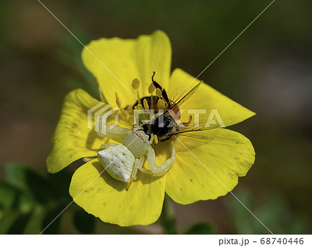Misumena vatia or white crab spider female on 68740446