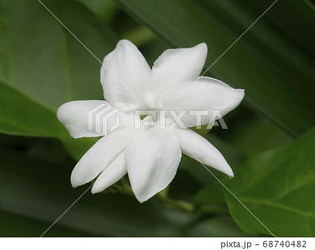 Close up of white jasmine flower 68740482