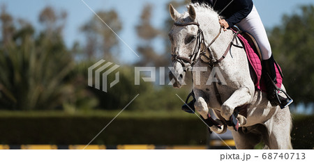 Sport horse jumping over a barrier on a obstacle course Sport horse jumping over a barrier on a obstacle course 68740713