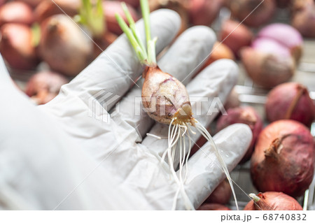 Seeding onion roots to study mitosis cells in Laboratory. 68740832