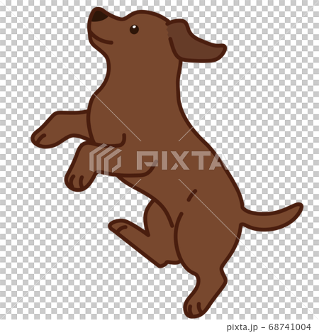 A cute chocolate labrador jumping with the main line 68741004