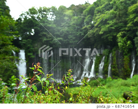 水しぶきを浴び活き活きと繁茂する岸辺の植物越しの白糸の滝 68741654