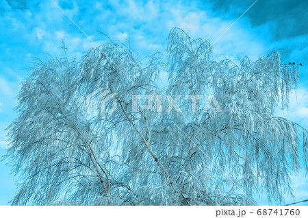 Trees in the winter 68741760