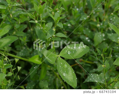 morning dew on the leaves 68743104