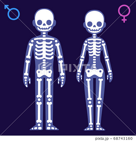 Male and female skeleton 68743160