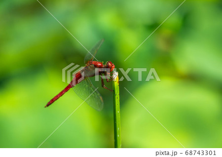 ショウジョウトンボ　オス 68743301