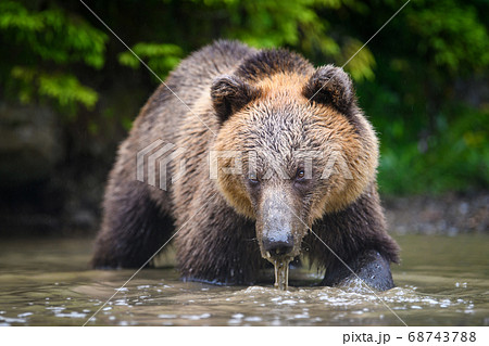 Wild adult Brown Bear ( Ursus Arctos ) in the Wild adult Brown Bear ( Ursus Arctos ) in the 68743788