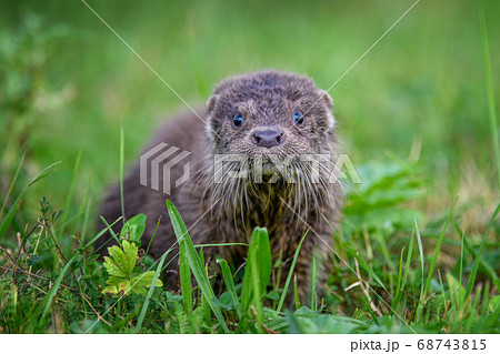 Lutra in nature habitat. Portrait of water Lutra in nature habitat. Portrait of water 68743815