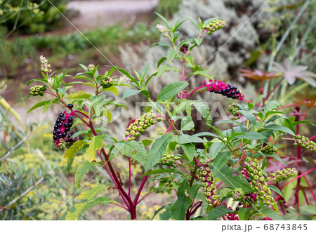 Phytolacca americana plant with ripe and green Phytolacca americana plant with ripe and green 68743845