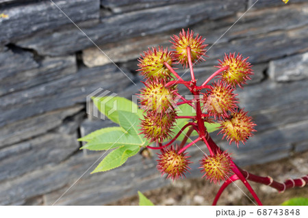 Castor oil plant branch or Ricinus communis 68743848